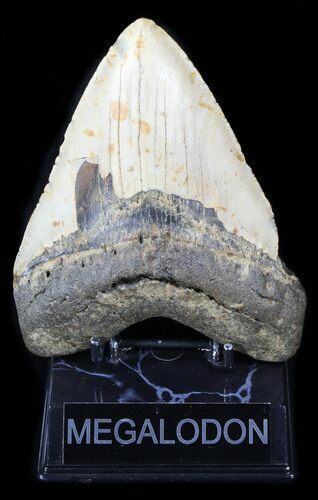 Large, Megalodon Tooth - North Carolina #38678